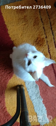 Бяло женско котенце , снимка 3 - Други - 53673538