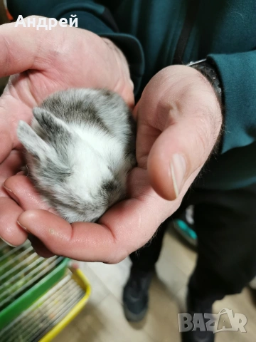 Мини декоративни зайчета отново налични, снимка 2 - Декоративни зайчета - 53857817