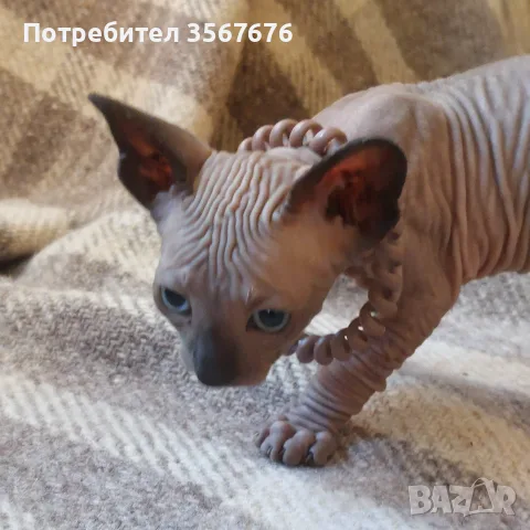 Чистокръвно коте сфинкс, снимка 3 - Сфинксове - 55976219