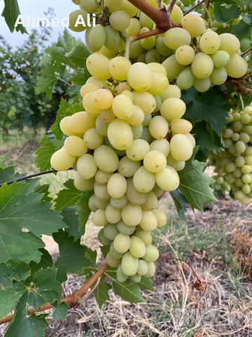 Продавам грозде Мерло,Памид и Брестовица
