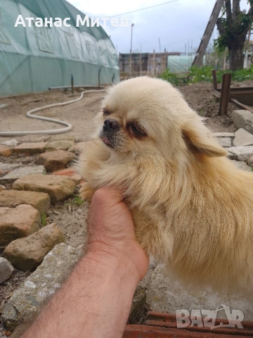 Продавам мъжко мини чихуахуа, снимка 4 - Чихуахуа - 52121822