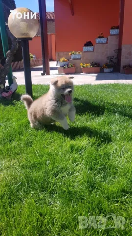 Акита Ину Японска , снимка 1