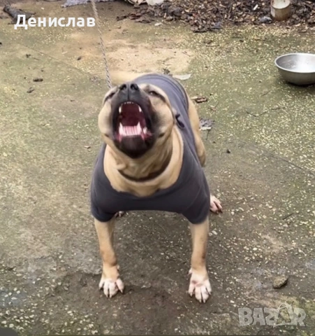 Мъжки питбул за разплод, снимка 13 - Питбул - 49563389