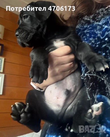 Кане Корсо / Cane Corso, снимка 3 - Кане корсо - 53065228