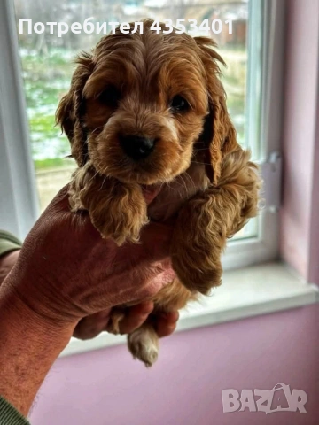 продават се, снимка 10 - Кокер шпаньол - 53135236