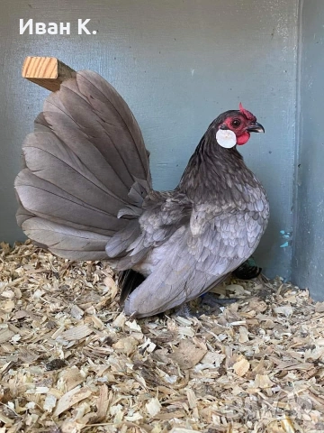 Продавам син Розкомби. , снимка 2 - Кокошки и пуйки - 53252380