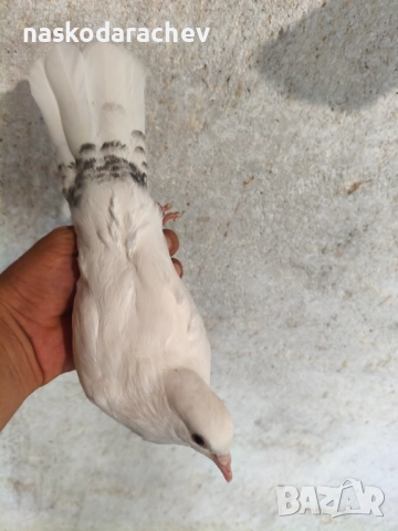 Гълъби порода Бенкалии (бемкалии, карабелии), снимка 10 - Гълъби - 52410859