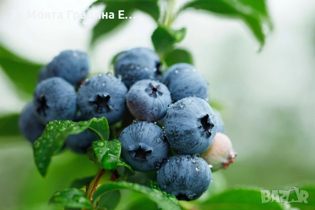 Боровинки няколко сорта 