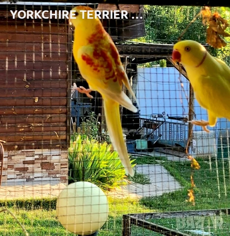 Пойни Рубино-чифт, снимка 5 - Папагали - 50803042