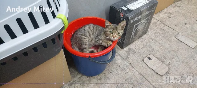 Подарявам малко женско коте, снимка 16 - Други - 56204476
