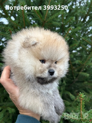 Померан момче, снимка 4 - Померан - 52576523