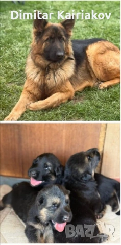 Немска овчарка