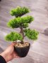Бонсай , Бонзай, снимка 3