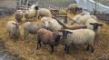 Овце от месодайни породи, снимка 8