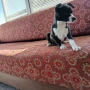продавам женски пинчер , снимка 4