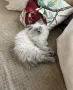 Мъжки котарак за Разплод, снимка 7