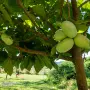 Индиански Банан /(Пау Пау), снимка 5