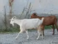 Предлагам две млади кози и един пръч. , снимка 3