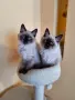 Котета Регдол / Ragdoll, снимка 1