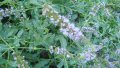 Джоджен, гьозум Mentha spicata), снимка 1 - Градински цветя и растения - 41767487