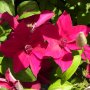 Clematis Perida (Клематис Перида), снимка 1 - Градински цветя и растения - 41429266