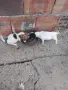 джак ръсел..... , снимка 5