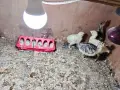Двуседмични пуйчета, снимка 3