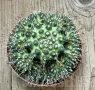 Mammillaria painteri ‘Supernova’, снимка 1