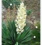 Промоция /Юка градинска, снимка 1