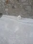 Mini Pomeran Momce, снимка 3