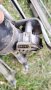 Моторче с механизъм за предни чистачки от Голф 2 83-92г. за Vw Golf II OEM 91955605, снимка 5