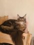 Чистокръвно котенце от породата Мейн Куун, снимка 1 - Мейн кун - 44143541