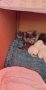 Британски късокосмести котенца цвят колорпойнт , снимка 5