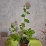 Лечебна Дебела Мара комплект , снимка 7