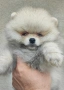 Померан момче , снимка 3