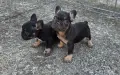 Френски булдог French Bulldog, снимка 3