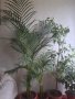 Продавам Палма Арека, снимка 1 - Стайни растения - 44506369