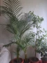 Продавам палма Арека висока 1.5 метра цена 150лв, снимка 1