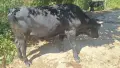 Продавам едно мъжко и едно женско теле , снимка 2