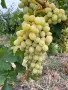 Продавам грозде Мерло,Памид и Брестовица, снимка 1