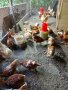 Продавам петли и кокошки носачки  ломан браун, снимка 1 - Кокошки и пуйки - 41755492