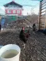 Продавам млади петли, снимка 17