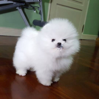 Pomeranian ​ WhatsApp + 359-88-298-17-94, снимка 3 - Померан - 44803877