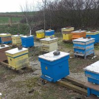 Продавам малки пчелни семейства, снимка 4 - За пчели - 44295307