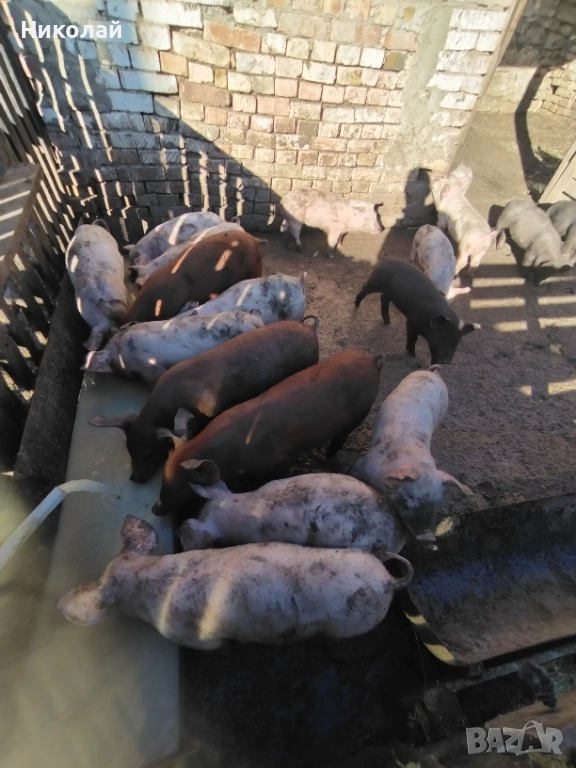 Прасенца на два месеца, снимка 1