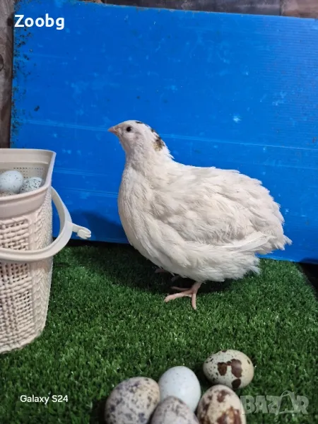 яйца от бройлерни Пъдпъдъци, снимка 1