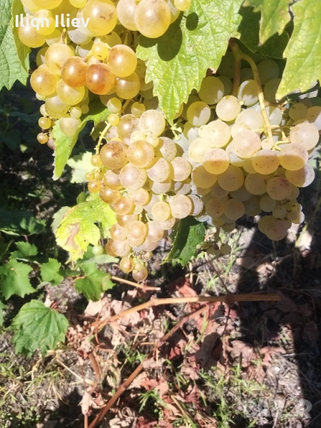 Грозде мерло, каберне и димят , снимка 1