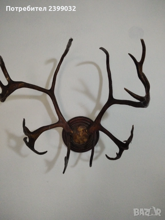 Продавам,красиви рога,готови за декорация, снимка 1