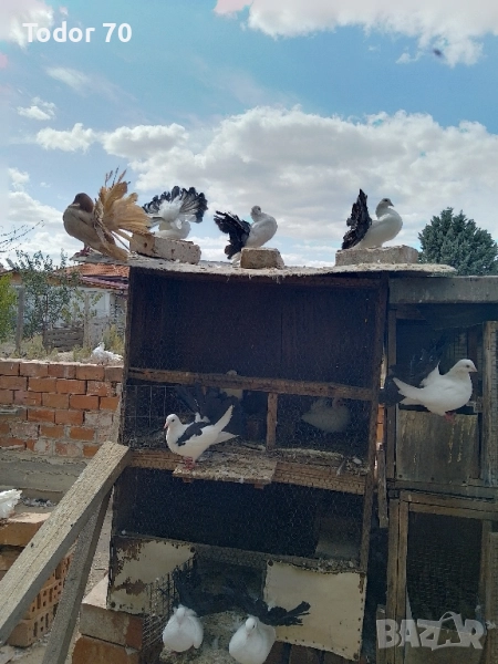 гълъби, снимка 1