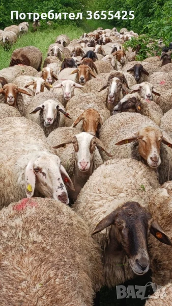 Продавам стадо от овце, снимка 1
